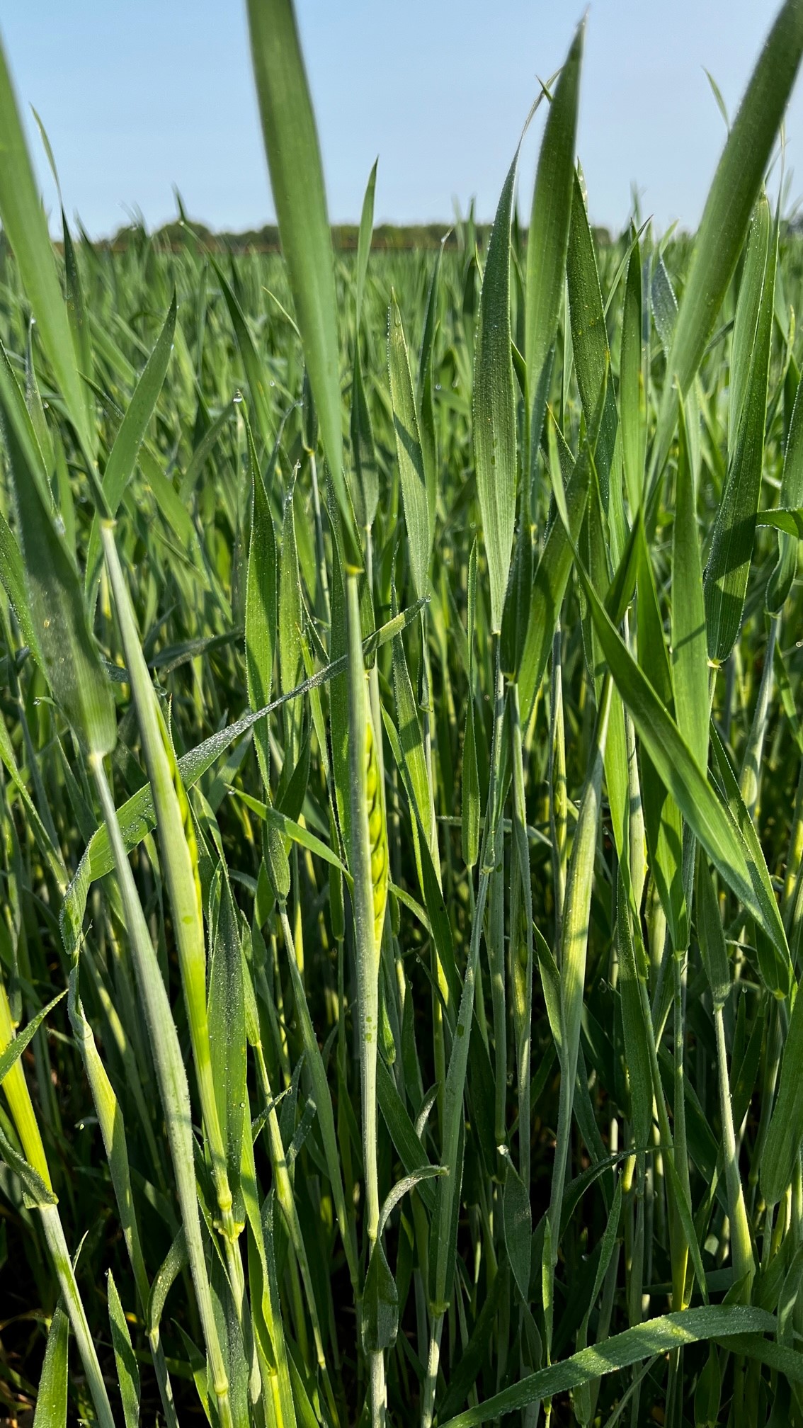 Wheat growth